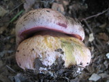 Rubroboletus eastwoodiae image