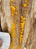 Dacrymyces capitatus image