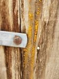 Dacrymyces capitatus image