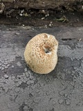Lentinus tigrinus image