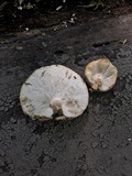 Lentinus tigrinus image