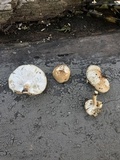 Lentinus tigrinus image