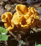 Craterellus odoratus image