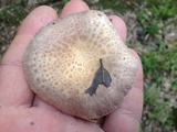 Russula crustosa image