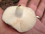 Russula crustosa image