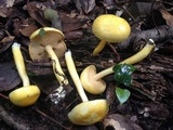 Pulveroboletus curtisii image