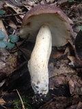 Tylopilus williamsii image