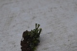 Cladonia fimbriata image