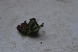 Cladonia fimbriata image