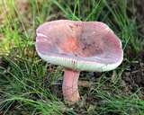 Russula mariae image