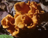 Craterellus odoratus image