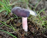Russula mariae image
