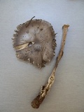 Amanita sect. Vaginatae image