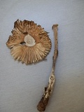 Amanita sect. Vaginatae image