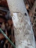 Amanita stannea image