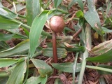 Panaeolus cinctulus image
