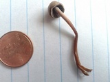 Panaeolus cinctulus image