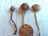 Panaeolus cinctulus image
