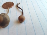 Panaeolus cinctulus image