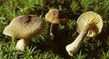 Cantharellus appalachiensis image