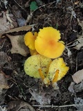 Humidicutis marginata var. concolor image