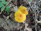 Humidicutis marginata image