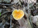 Hygrocybe laeta var. laeta image