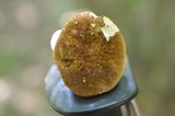 Xanthoconium affine image
