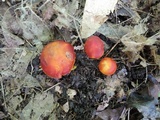 Hygrocybe aurantiosplendens image