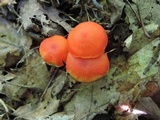Hygrocybe marchii image