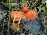 Hygrocybe marchii image