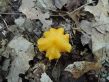 Hygrocybe acutoconica image