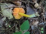 Hygrocybe acutoconica image