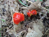 Hygrocybe acutoconica image
