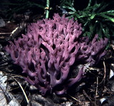 Clavaria zollingeri image