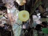 Hygrocybe flavifolia image