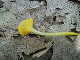 Hygrocybe flavifolia image