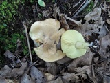 Tricholoma palustre image