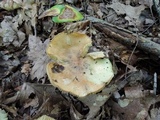 Tricholoma palustre image