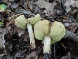Tricholoma palustre image
