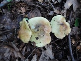 Tricholoma palustre image