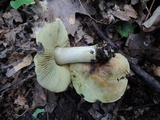 Tricholoma palustre image