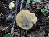 Tricholoma palustre image