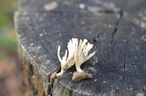 Tremellodendron schweinitzii image