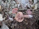 Lactarius camphoratus image