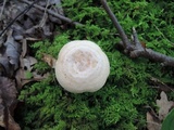 Lactarius chrysorrheus image