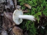 Lactarius chrysorrheus image