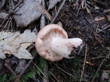 Lactarius vinaceorufescens image