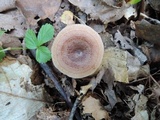 Lactarius quietus image