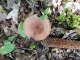 Lactarius quietus image